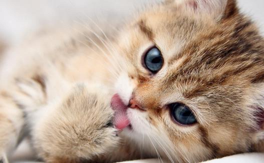 �����߲�����ǣ�è���γ���ʲô��