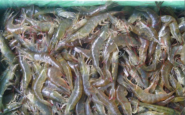 ˮ��Ʒ��������豸���ܺͲ���˵��