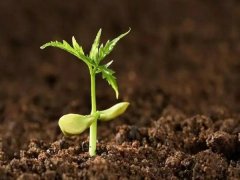 �������ּ���ǳ����ļҺ���