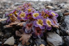 ��״ֲ������������