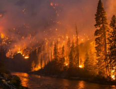 JD-SLQXɭ������վ����ɭ�ֻ���