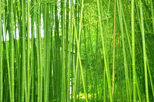 ֲ�����Ҫ���������